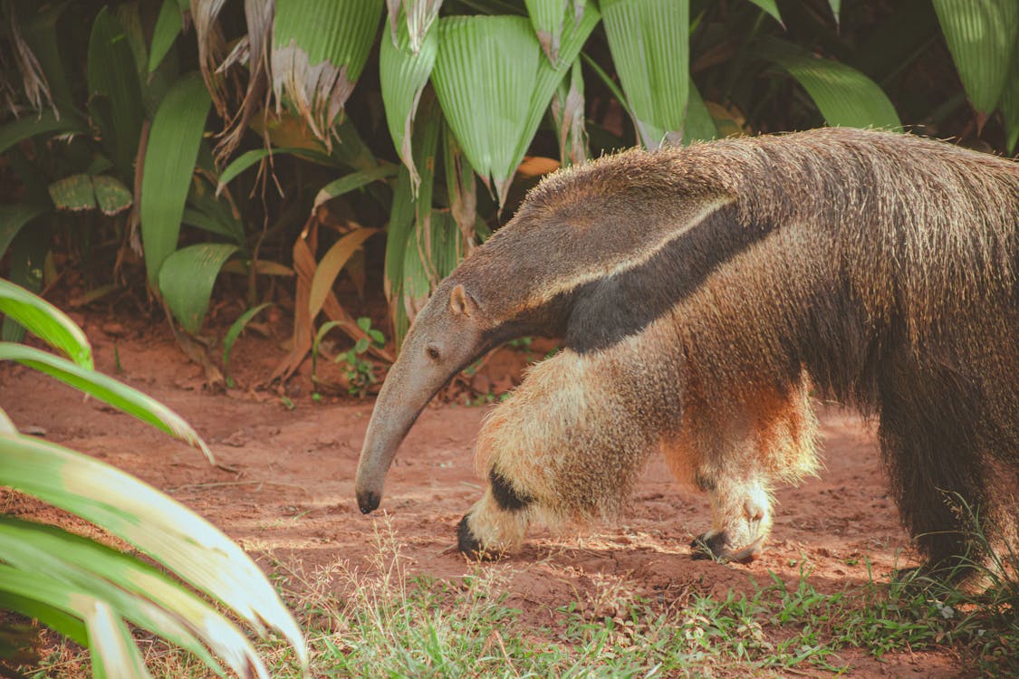 Free Photo of a giant anteater  Stock Photo