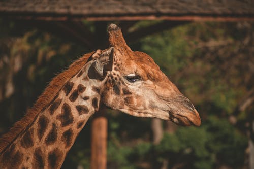 Foto Del Primo Piano Della Giraffa