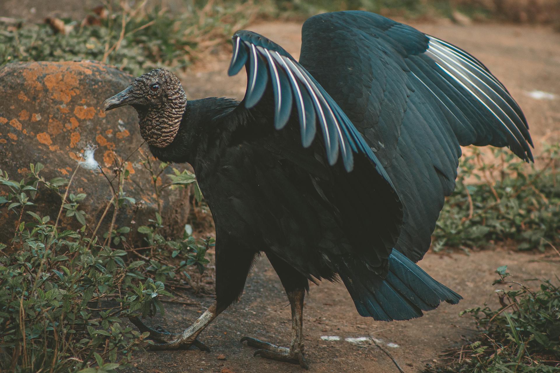 A black vulture with outstretched wings displaying beautiful plumage in a natural setting.