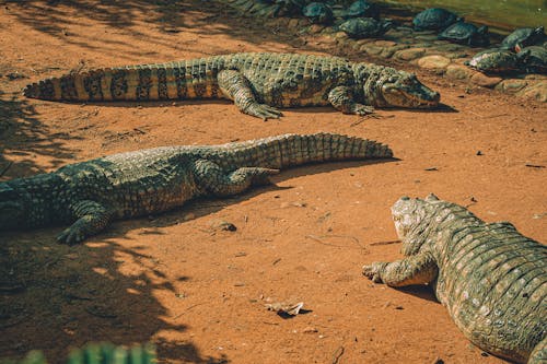 Foto Van Rustende Krokodillen