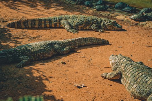 Photo Of Resting Crocodiles