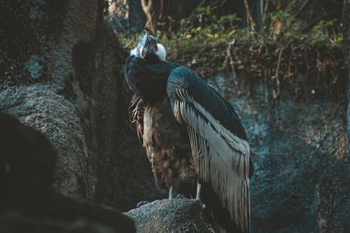 Gratis Foto Di Avvoltoio Arroccato In Cima Alla Roccia Foto a disposizione