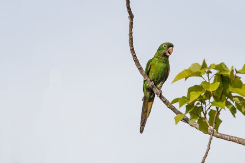 grátis Papagaio Verde Empoleirado No Galho Foto profissional