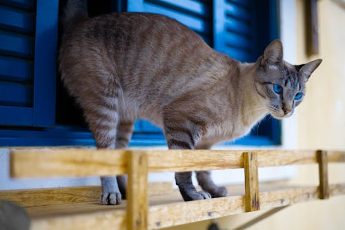 Foto Kucing Berdiri Dekat Jendela Biru