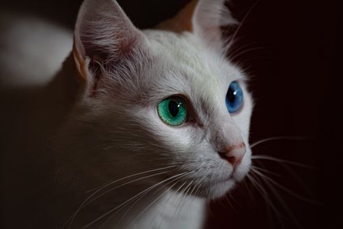 Free Detailed close-up of a white cat with mesmerizing heterochromatic eyes, in selective focus. Stock Photo