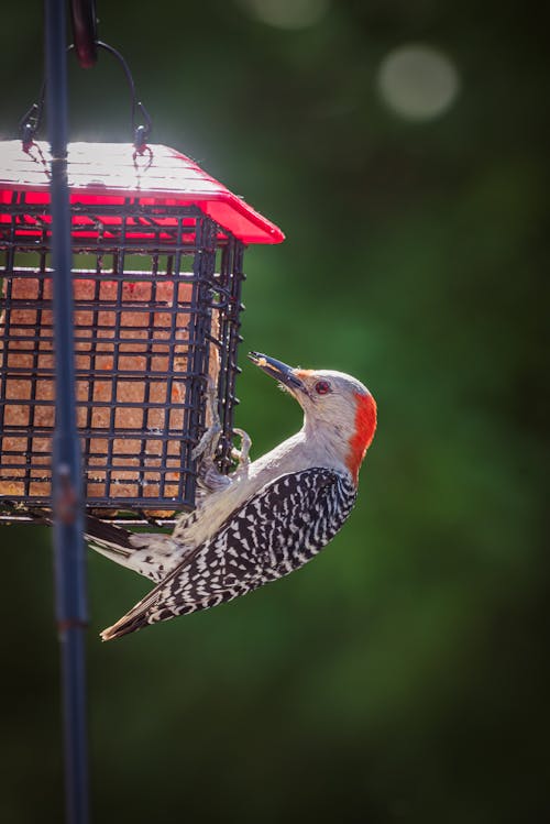 Gratis stockfoto met aviaire, beest, birdwatching