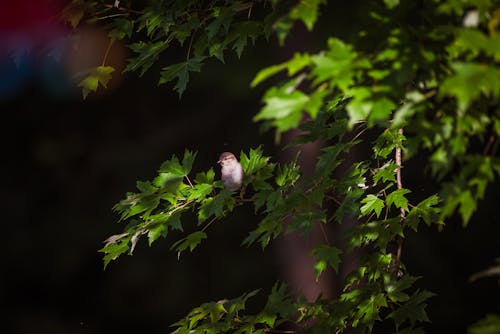 Foto stok gratis berbayang, burung, burung gereja