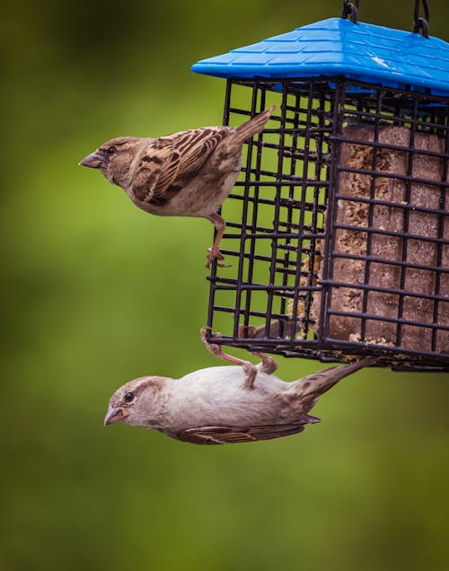 Foto profissional grátis de alimento, animais selvagens, animal