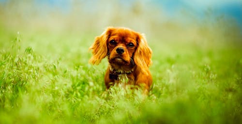 Free Dog on Grass Stock Photo