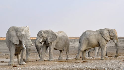 무료 하늘에 대 한 행에서 코끼리의 측면보기 스톡 사진