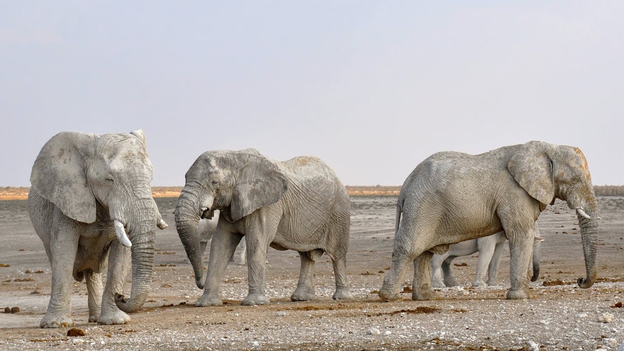 Free Pemandangan Samping Gajah Dalam Deretan Melawan Langit Stock Photo