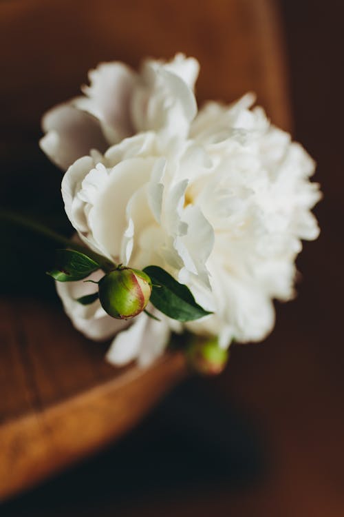 A close up of a white flower on a wooden table