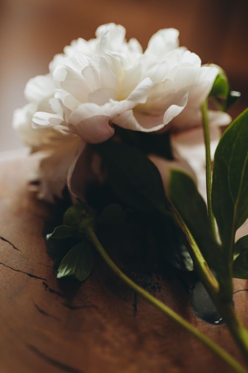 Free Close-up of a delicate white peony on a rustic wooden surface, showcasing its beauty and elegance. Stock Photo