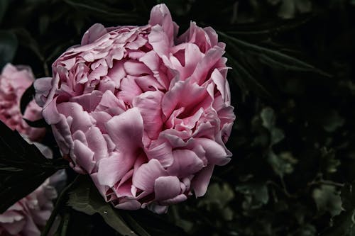 Foto d'estoc gratuïta de flor, flor rosa, florir
