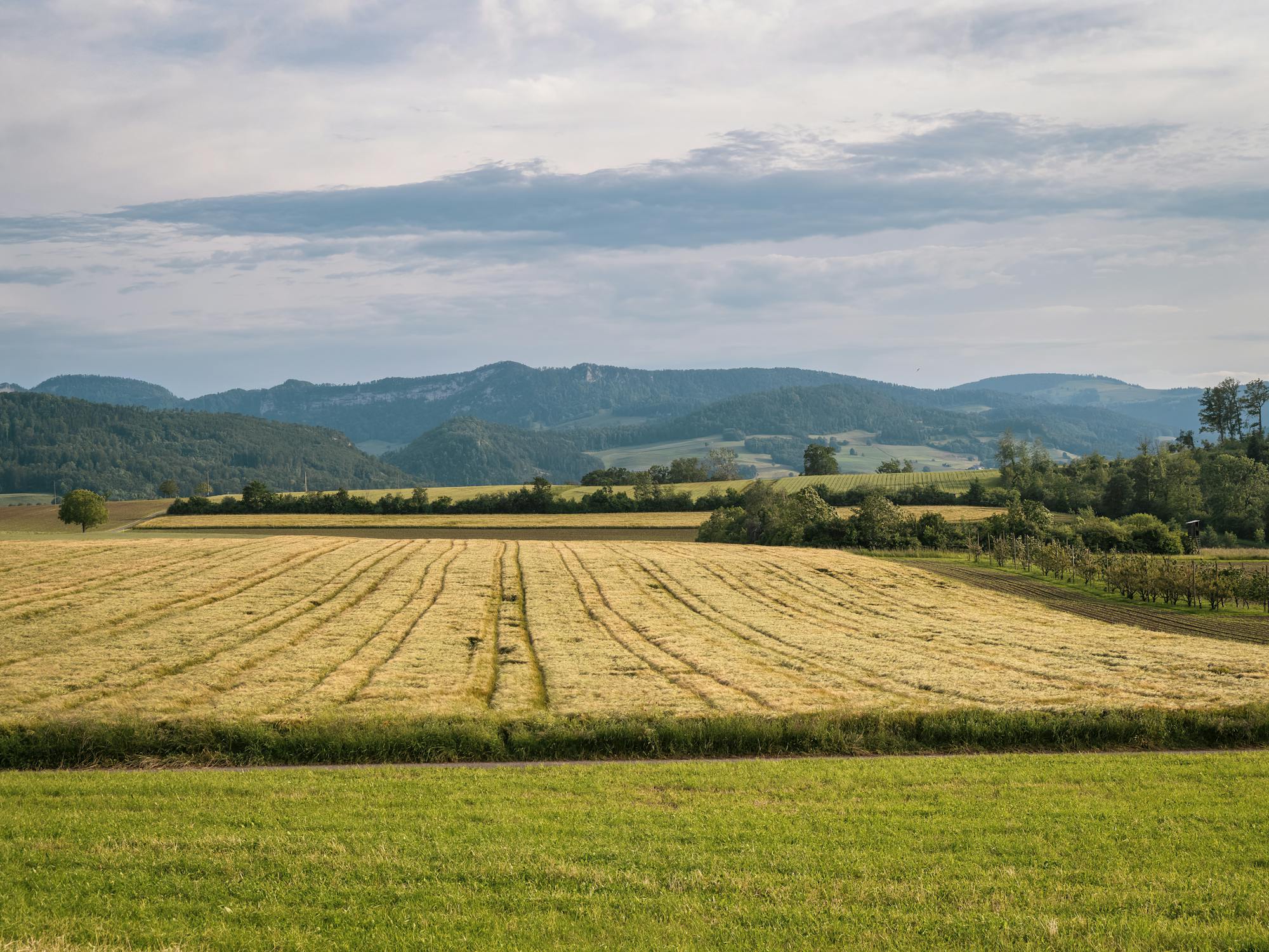 Foto profissional gratuita de agrário, agricultura, agro, agronomia, ao ...
