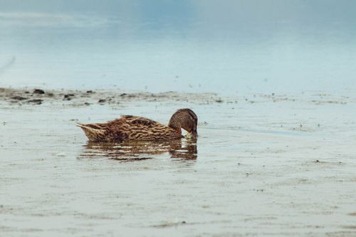 Free A wild duck gracefully drinks water from a tranquil lake, surrounded by nature. Stock Photo