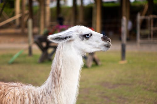 動物, 動物園, 可愛 的 免费素材图片