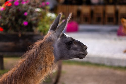 動物, 動物園, 可愛 的 免费素材图片