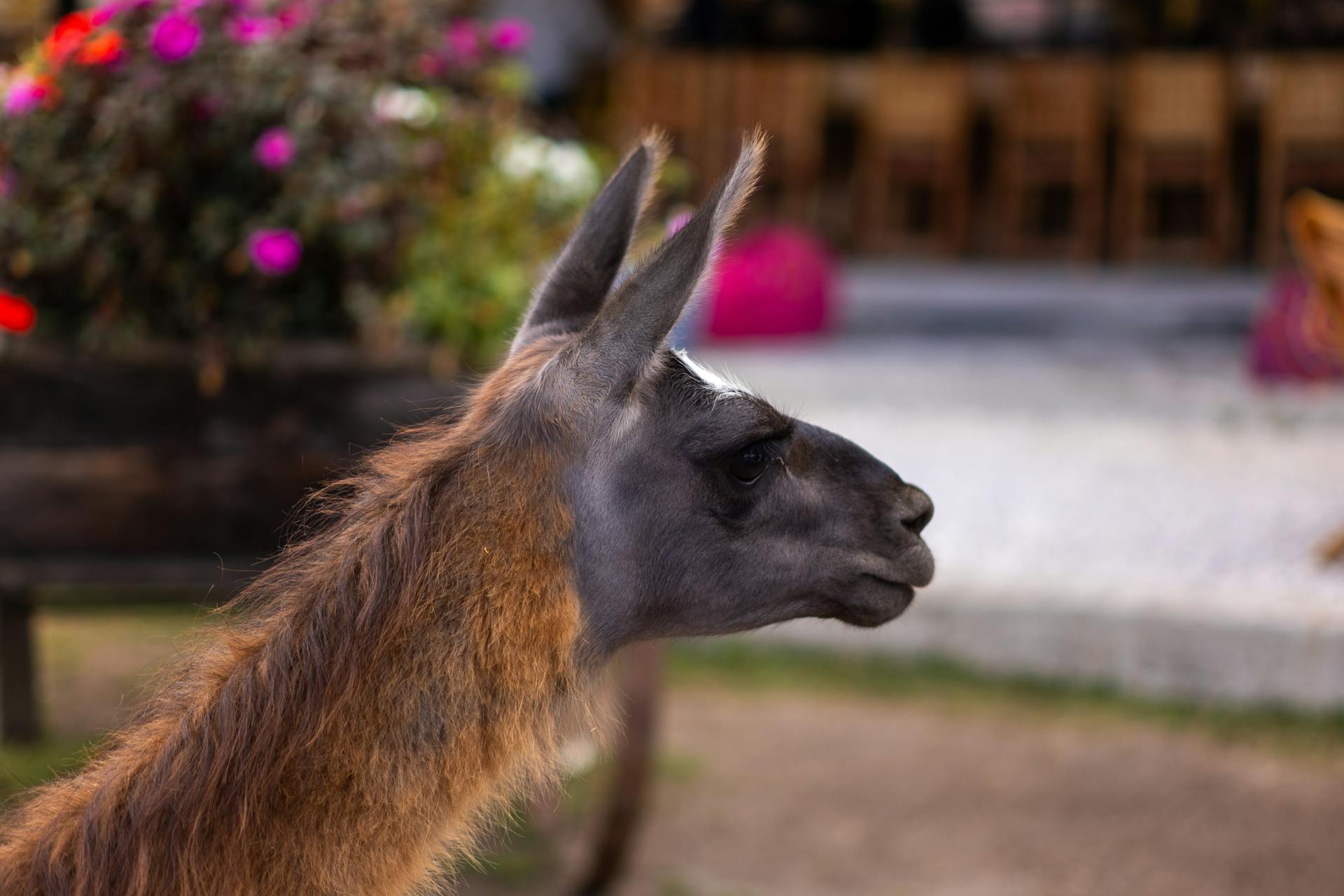 Profile of a majestic llama with vibrant flora in Colombia.