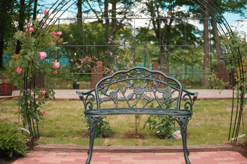 Základová fotografie zdarma na téma venku, zahradní růže, židle