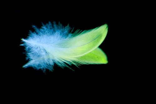 Close-Up Photo of Feather