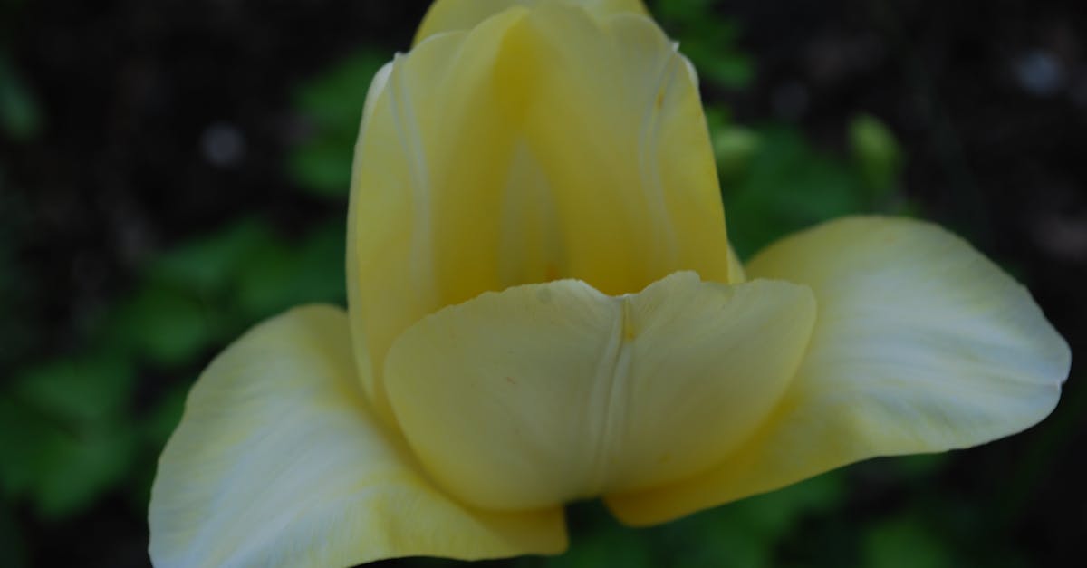 Close-up of Yellow Flower Blooming Outdoors