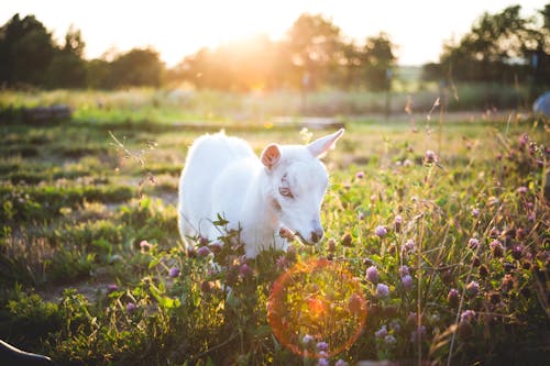 Chèvre Dans Un Champ D'herbe