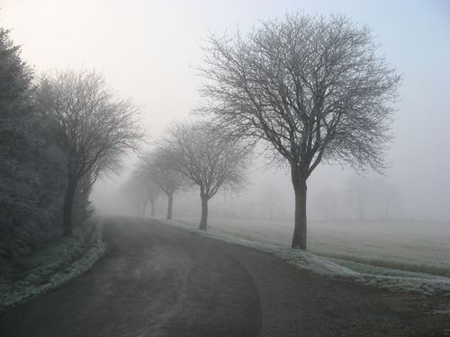 Free Misty rural road flanked by bare trees during winter, creating a serene and frosty atmosphere. Stock Photo