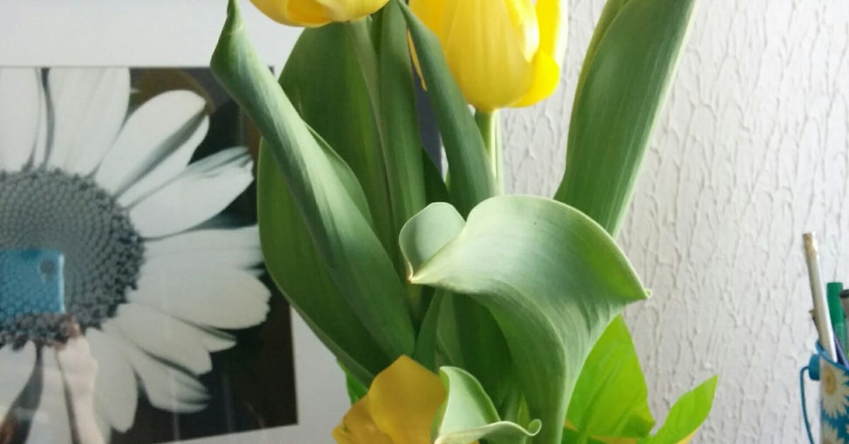 Close-up of Yellow Tulip in Vase