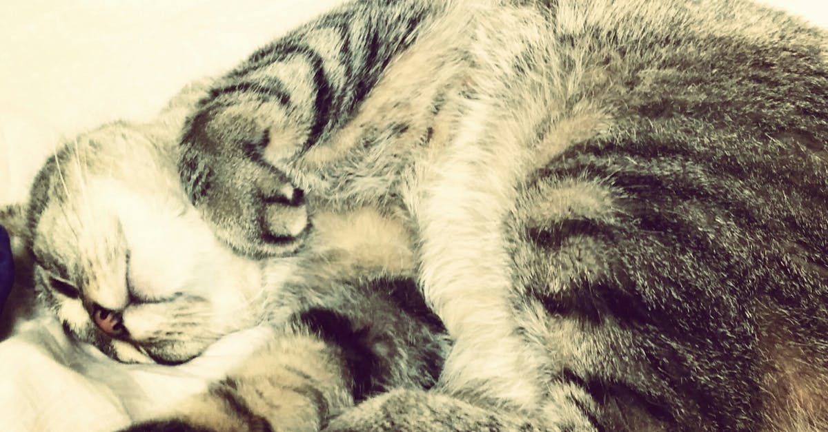 Close-up of Cat Sleeping