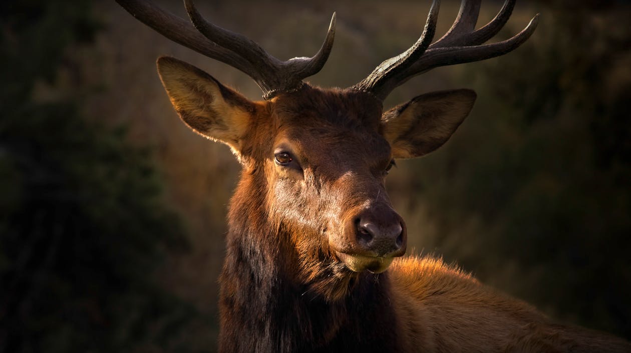close up shot of a deer