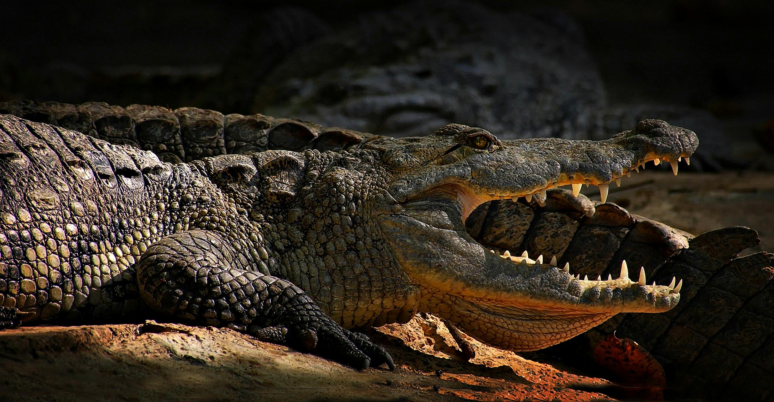 Crocodile, trumpeter, art picture 640x960 iPhone 4/4S wallpaper,  background, picture, image