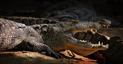 一张鳄鱼在自然环境中张开大嘴的详细特写，展现了它粗糙的皮肤纹理和锋利的牙齿