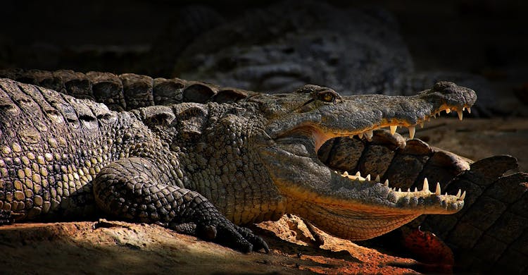 Crocodile On Focus Photography