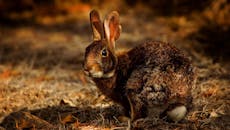 Close-Up Photo of Rabbit