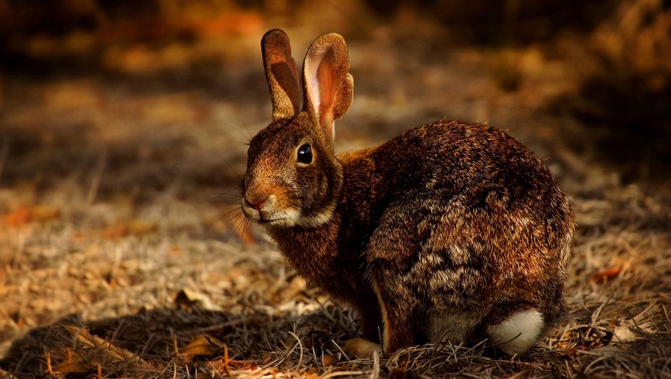 A detailed close-up photo of a wild rabbit sitting on dry grass in warm fall light.