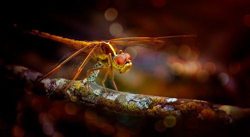 Close-Up Photo of Dragonfly Perched On Branch