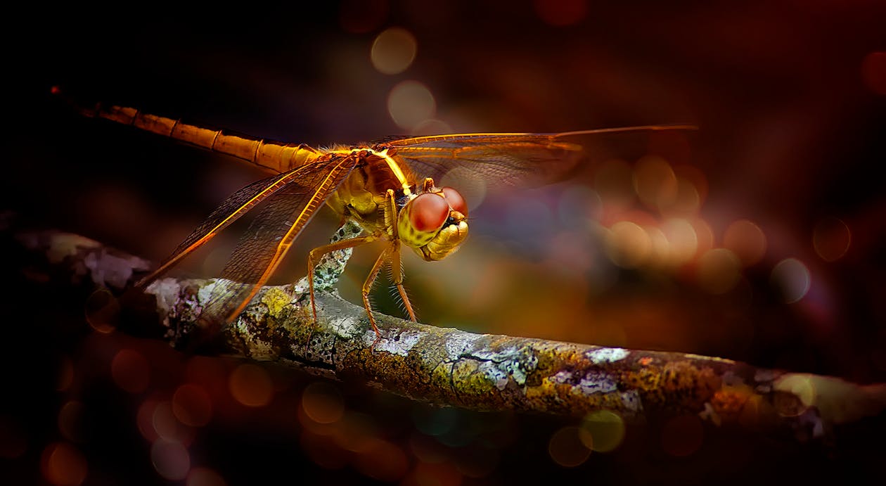 dragonfly power animal