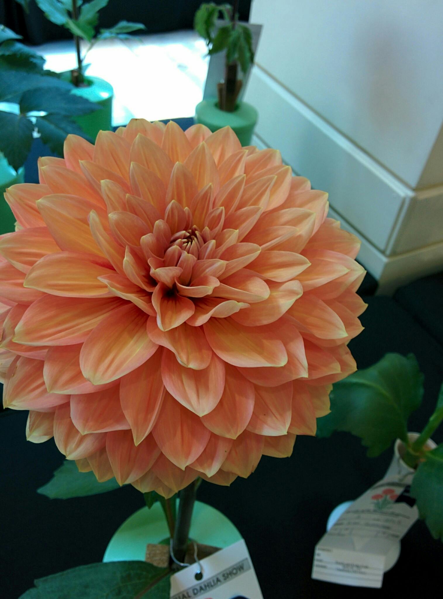 Terkeren 28 Bunga Dahlia Orange  Gambar Bunga  HD