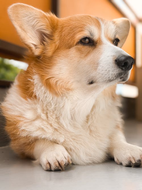 A corgi dog sitting on a table with a white background