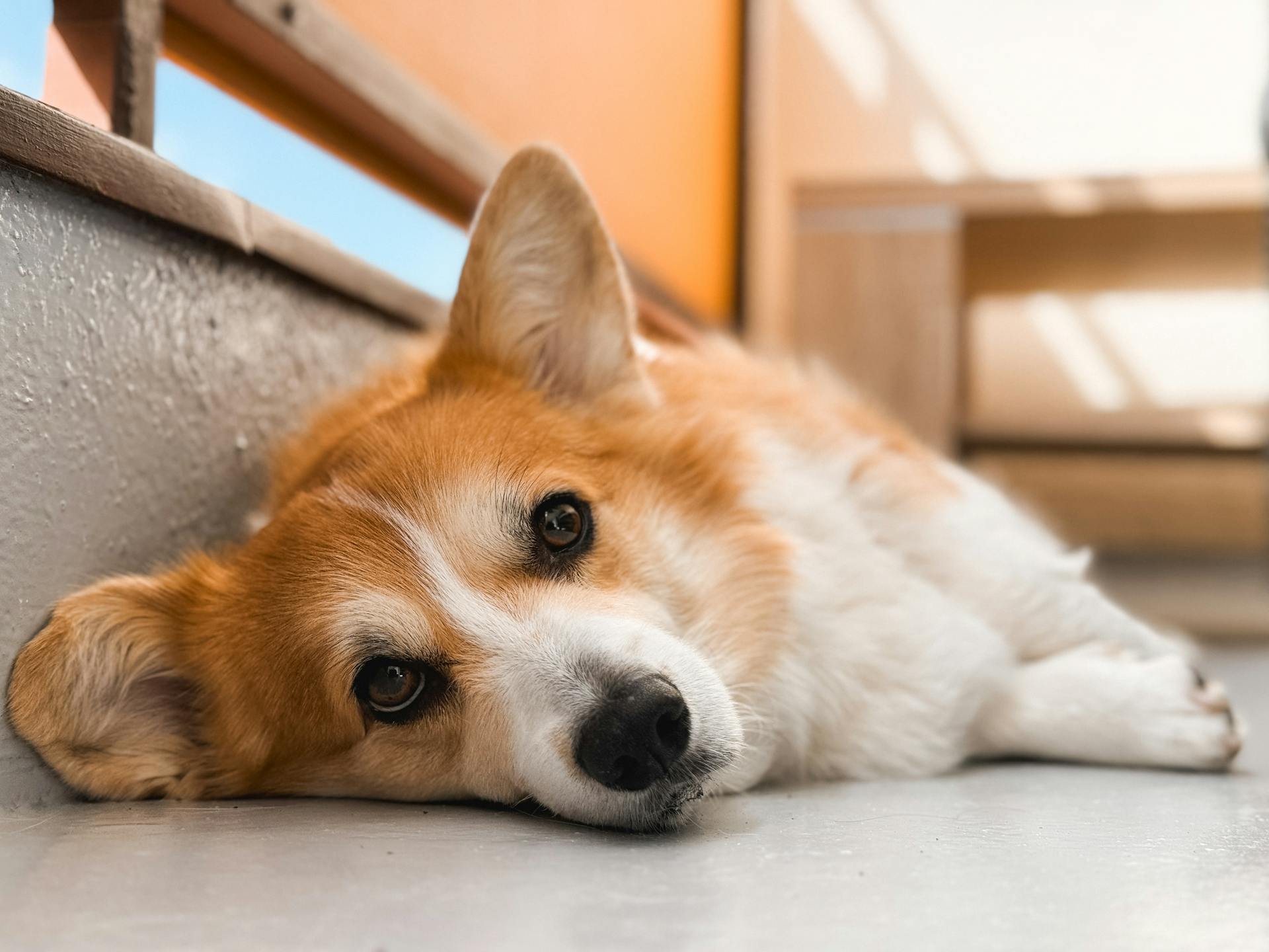 Cute Lying Pembroke Welsh Corgi Dog