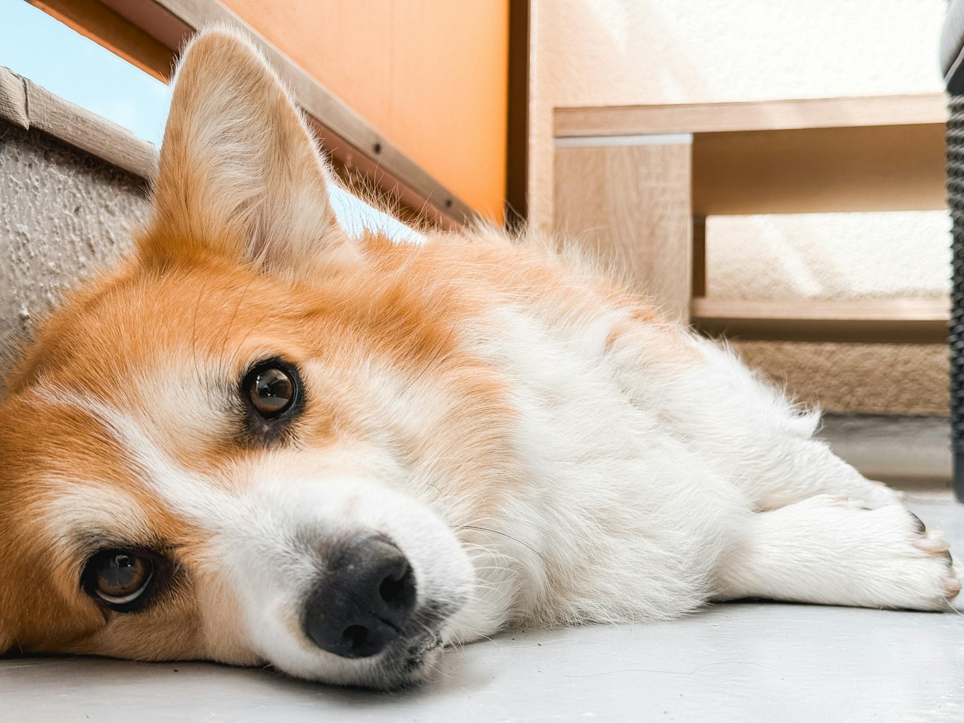 Bredporträtt av Pembroke Welsh Corgi som ligger på marken