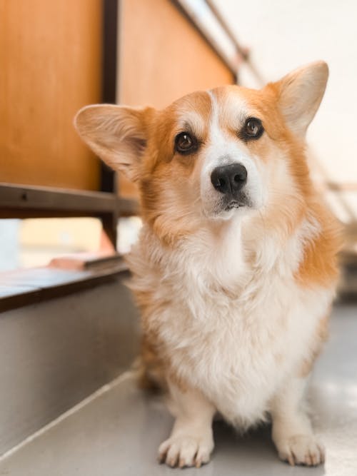 Darmowe zdjęcie z galerii z ciekawość, corgi, futro