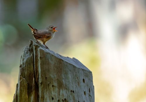 Free Eurasian wren with open beak perched on a wooden log, captured in natural habitat. Stock Photo