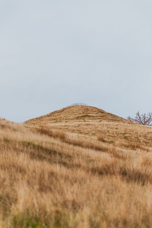 Free Golden autumn grass on rolling hills in Kereta, Waikato. Serene countryside view captured in fall. Stock Photo