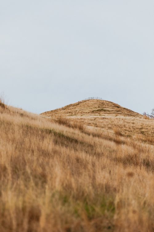 Free Serene view of golden grassland hills in Kereta, Waikato, New Zealand, showcasing natural beauty. Stock Photo