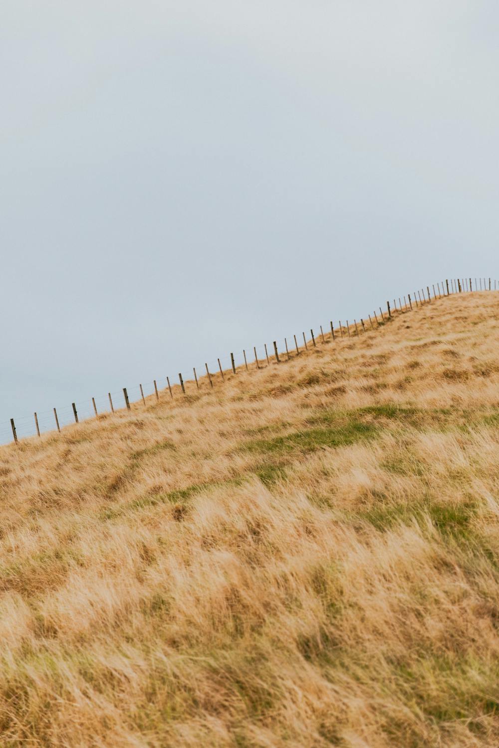 Foto profissional gratuita de agricultura, ao ar livre, beleza natural ...