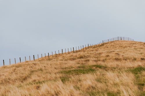 Darmowe zdjęcie z galerii z coromandel, drut kolczasty, drzewo