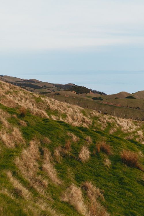 Free Beautiful rolling hills in Coromandel, showcasing lush greenery under a bright sky. Stock Photo