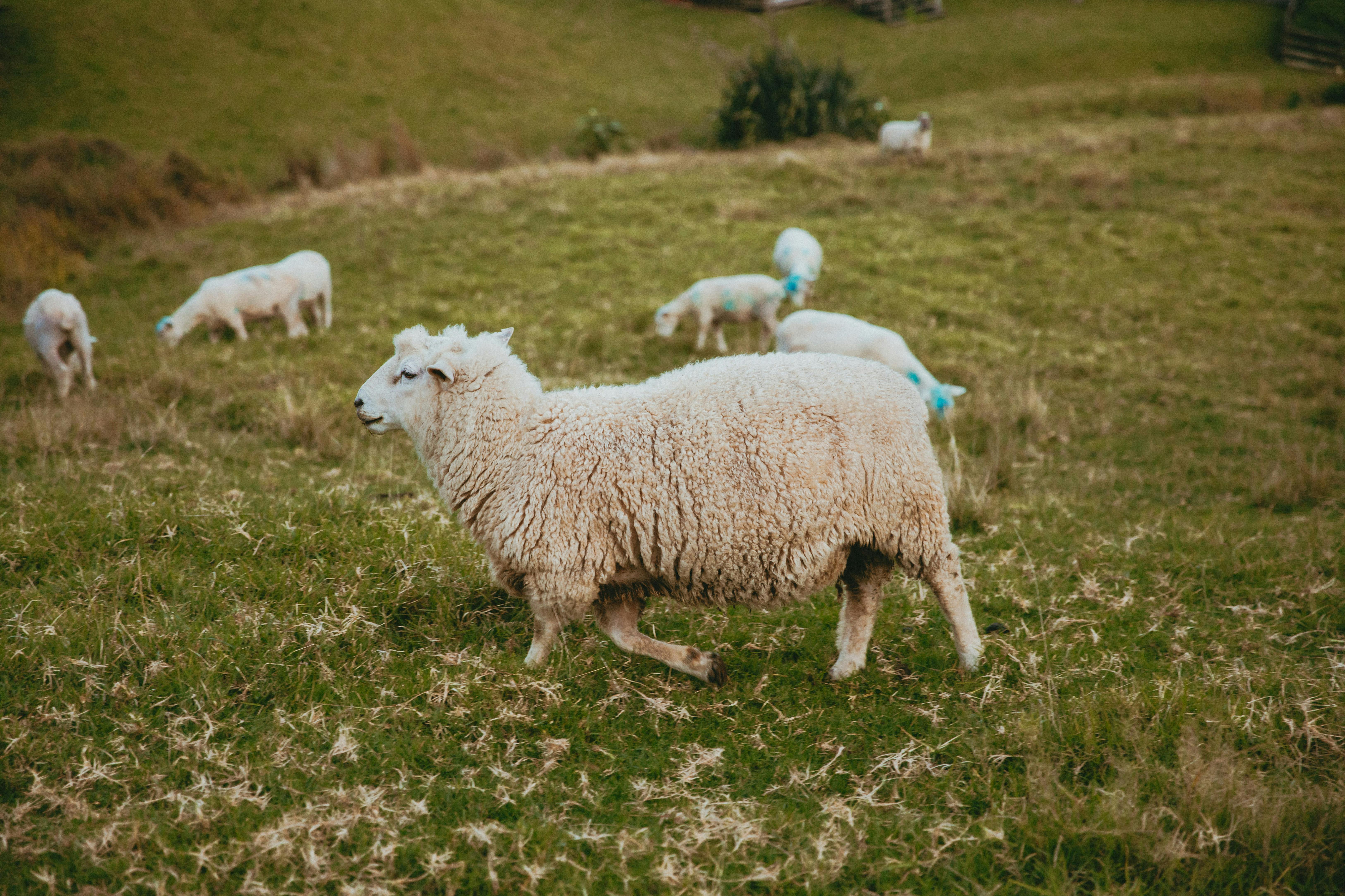 Troupeau de moutons dans une prairie verte de Nouvelle-Zélande